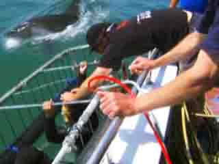 صور Gansbaai, Shark Cage Diving غوص